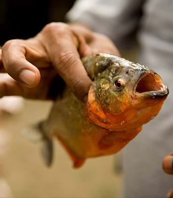 Piraña de la laguna en la Reserva Nacional Pacaya Samiria